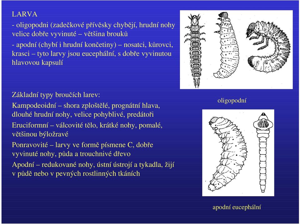 hrudní nohy, velice pohyblivé, predátoři Eruciformní válcovité tělo, krátké nohy, pomalé, většinou býložravé Ponravovité larvy ve formě písmene C, dobře