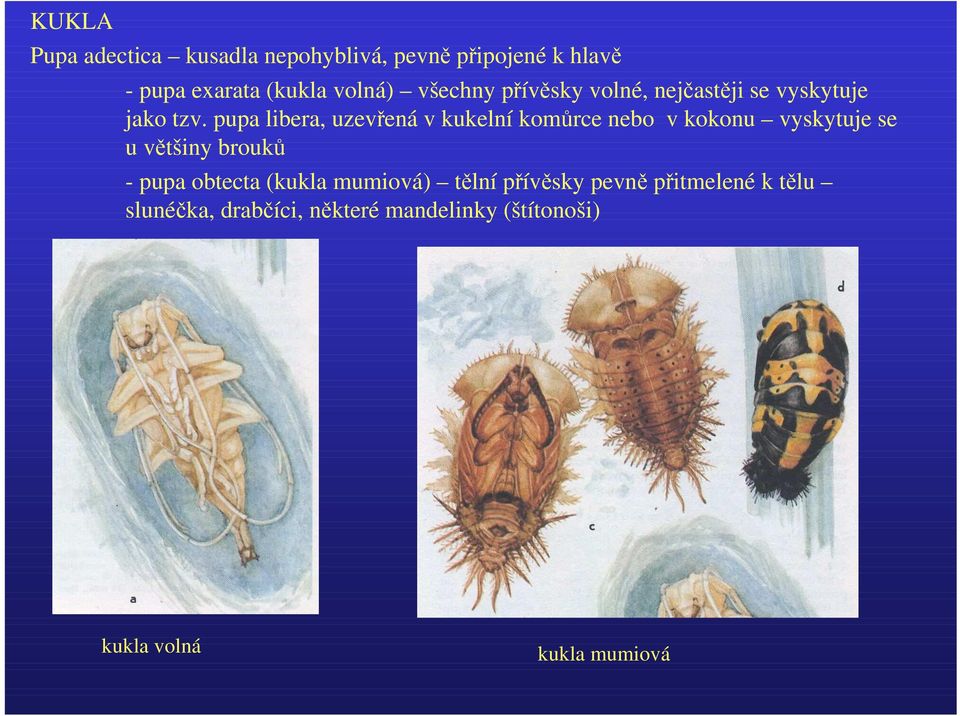 pupa libera, uzevřená v kukelní komůrce nebo v kokonu vyskytuje se u většiny brouků - pupa