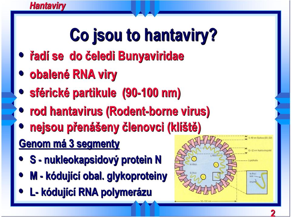(90-100 nm) rod hantavirus (Rodent-borne virus) nejsou přenášeny