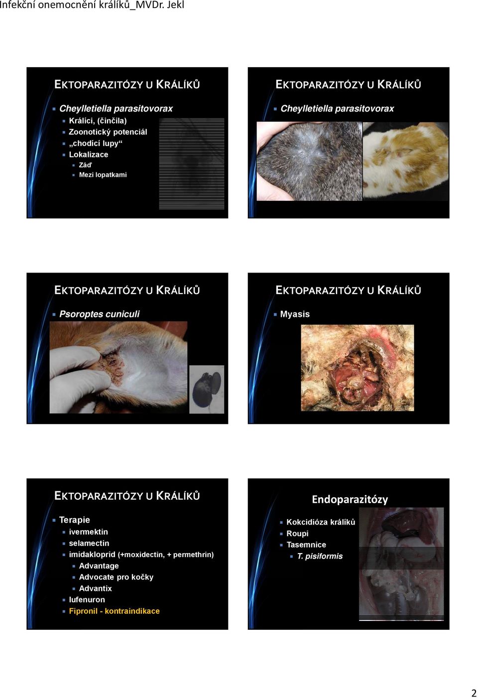 EKOPARAZIÓZY U KRÁLÍKŮ Myasis EKOPARAZIÓZY U KRÁLÍKŮ ivermektin selamectin imidakloprid (+moxidectin, + permethrin)