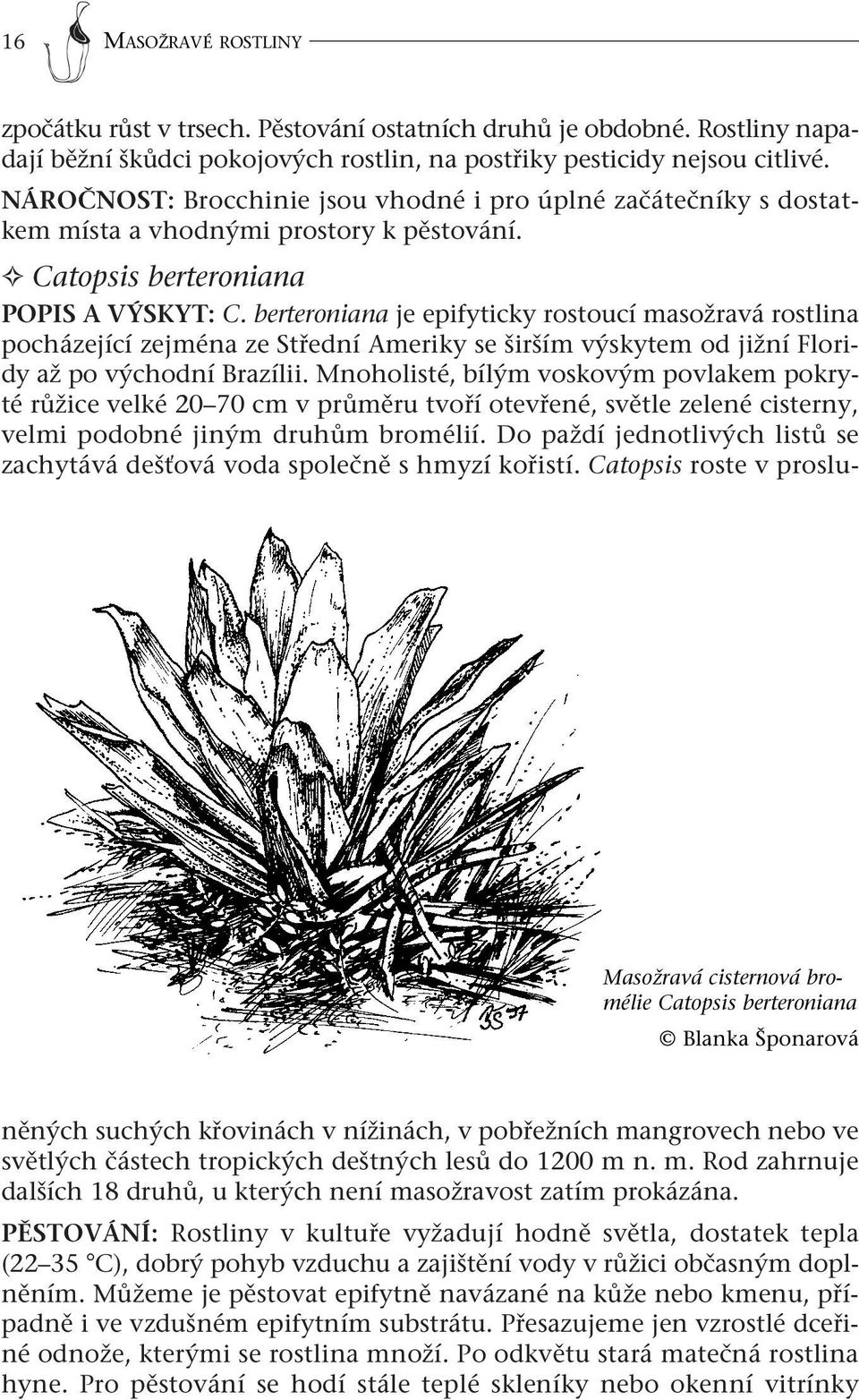Catopsis berteroniana POPIS A VÝSKYT: C. berteroniana je epifyticky rostoucí masožravá rostlina pocházející zejména ze Střední Ameriky se širším výskytem od jižní Floridy až po východní Brazílii.