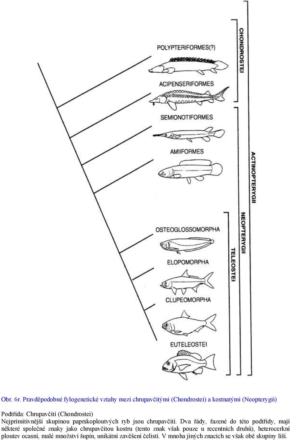 Chrupavčití (Chondrostei) Nejprimitivnější skupinou paprskoploutvých ryb jsou chrupavčití.