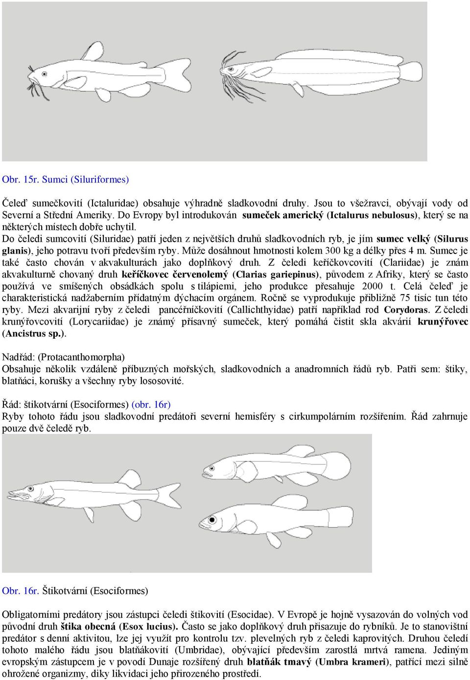 Do čeledi sumcovití (Siluridae) patří jeden z největších druhů sladkovodních ryb, je jím sumec velký (Silurus glanis), jeho potravu tvoří především ryby.
