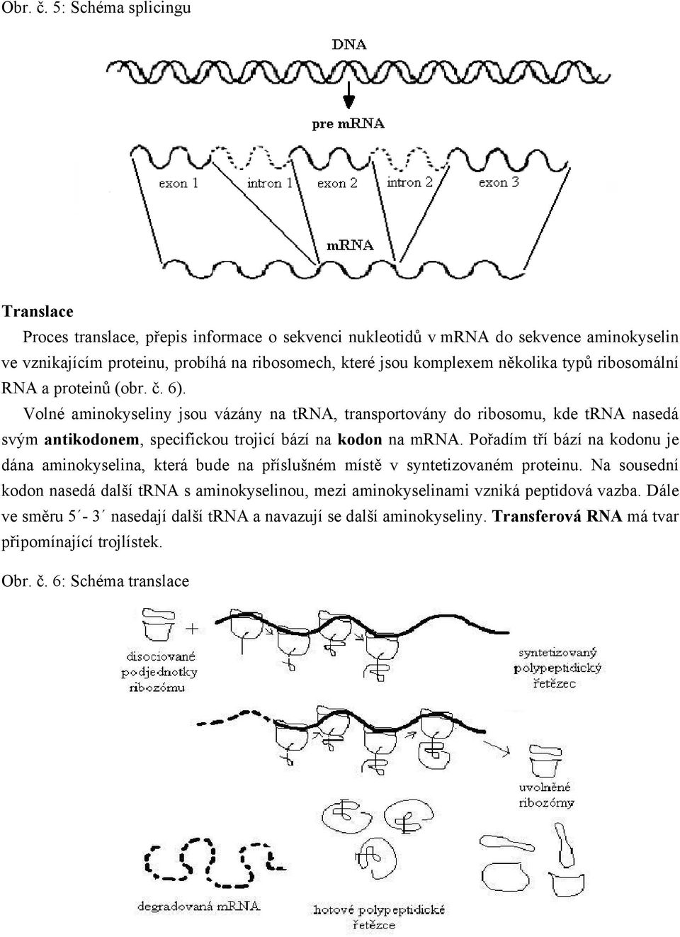 několika typů ribosomální RNA a proteinů (obr. č. 6).