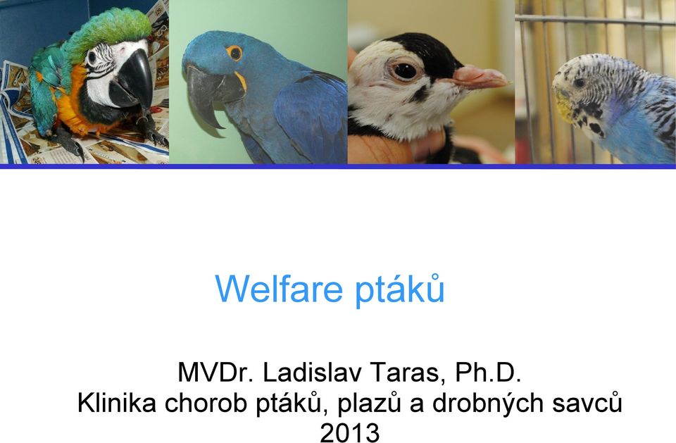Klinika chorob ptáků,