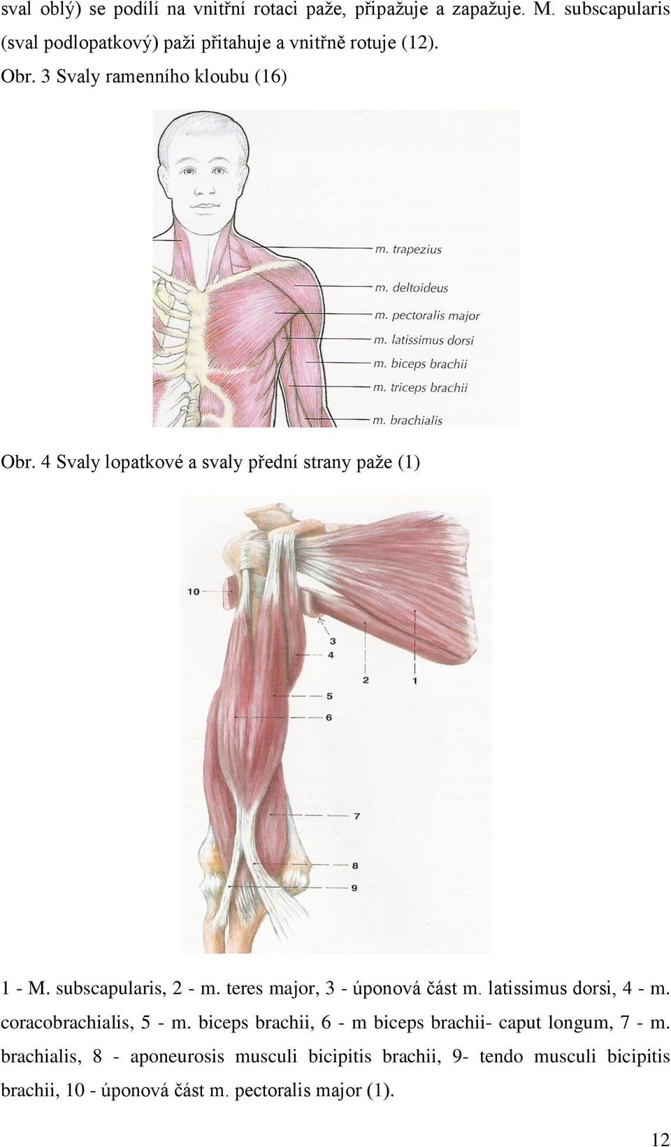 4 Svaly lopatkové a svaly přední strany paže (1) 1 - M. subscapularis, 2 - m. teres major, 3 - úponová část m. latissimus dorsi, 4 - m.