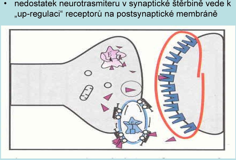 synaptické štěrbině vede