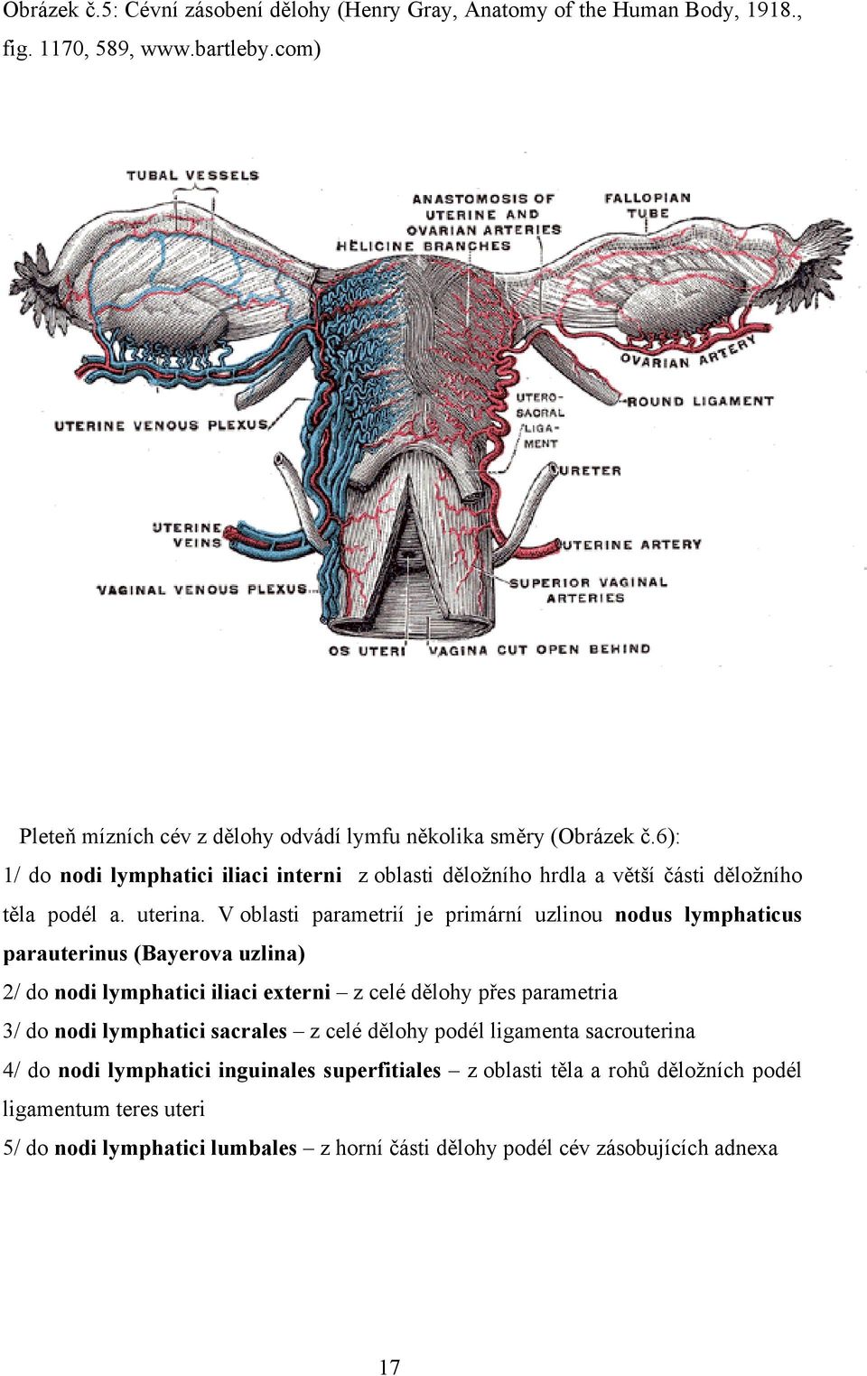 uterina.