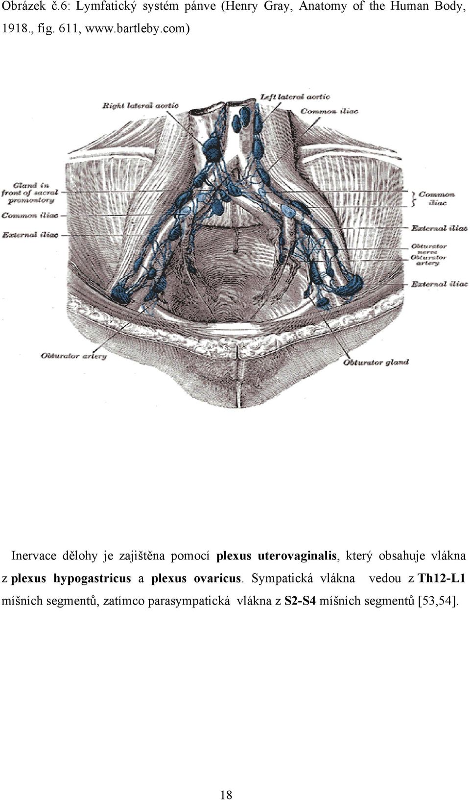 com) Inervace dělohy je zajištěna pomocí plexus uterovaginalis, který obsahuje vlákna z