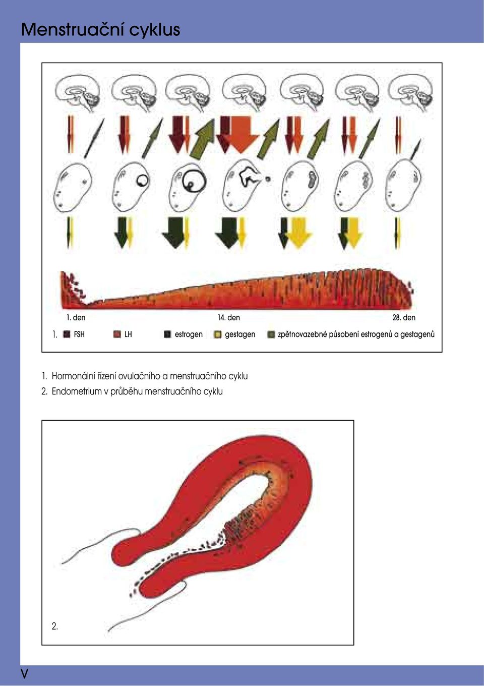 FSH LH estrogen gestagen zpětnovazebné působení