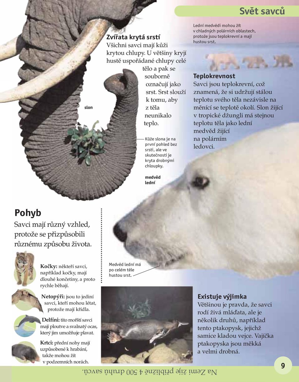 medvěd lední Lední medvědi mohou žít v chladných polárních oblastech, protože jsou teplokrevní a mají hustou srst.