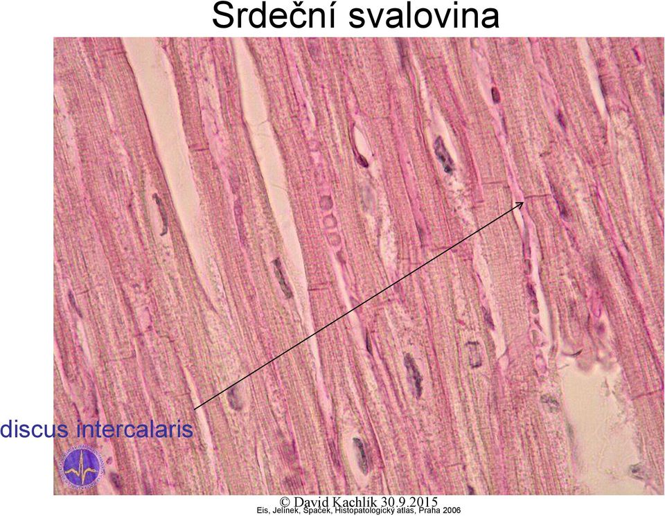 Eis, Jelínek, Špaček,