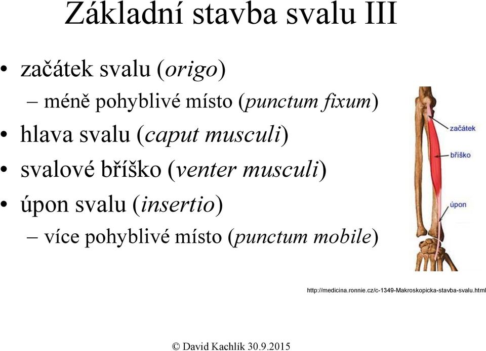 (venter musculi) úpon svalu (insertio) více pohyblivé místo