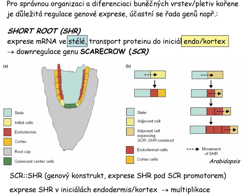 : SHORT ROOT (SHR) exprese mrna ve stélé, transport proteinu do iniciál endo/kortex
