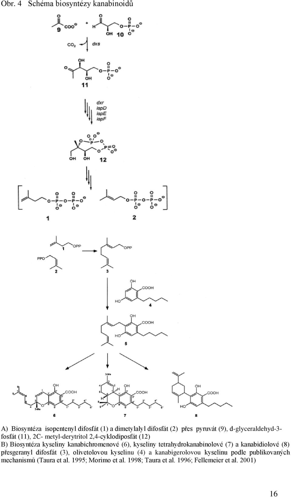 kyseliny tetrahydrokanabinolové (7) a kanabidiolové (8) přesgeranyl difosfát (3), olivetolovou kyselinu (4) a