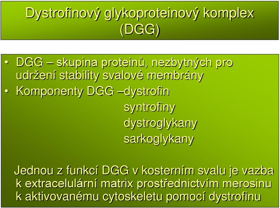 dystroglykany sarkoglykany Jednou z funkcí DGG v kosterním svalu je vazba k
