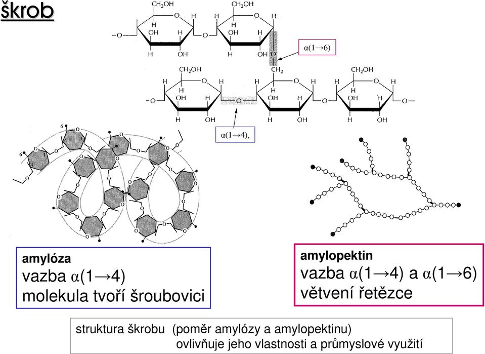 větvení řetězce struktura škrobu (poměr amylózy a