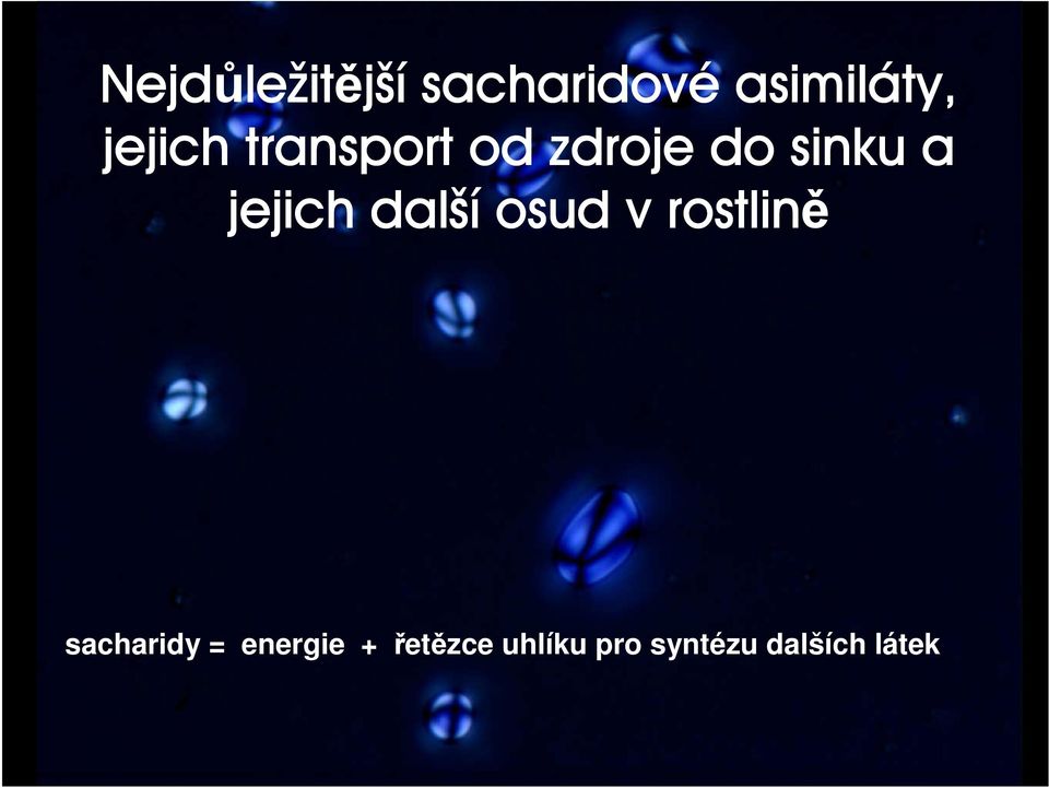 jejich další osud v rostlině sacharidy =