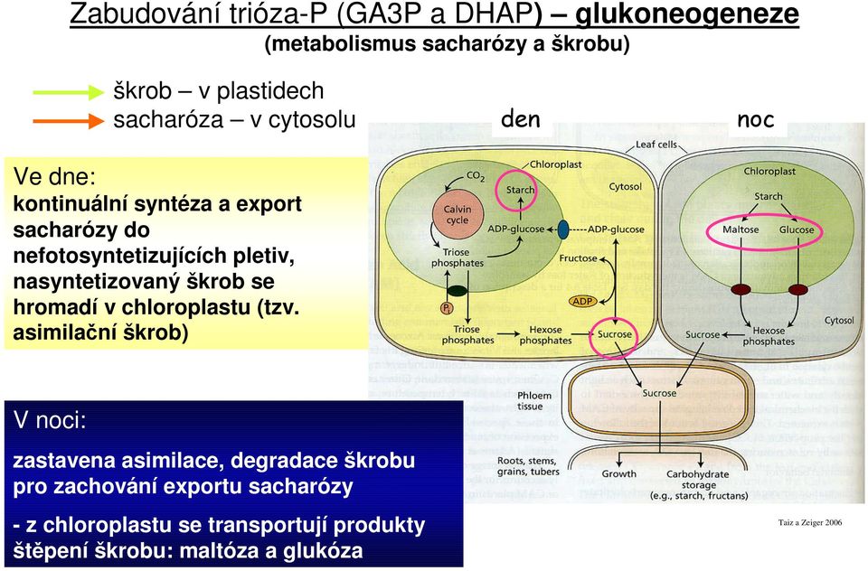 hromadí v chloroplastu (tzv.