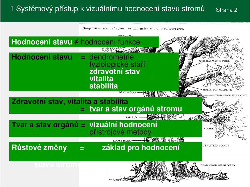 vitalita stav stabilita Zdravotní stav, vitalita a stabilita = tvar a stav orgánů stromu Tvar