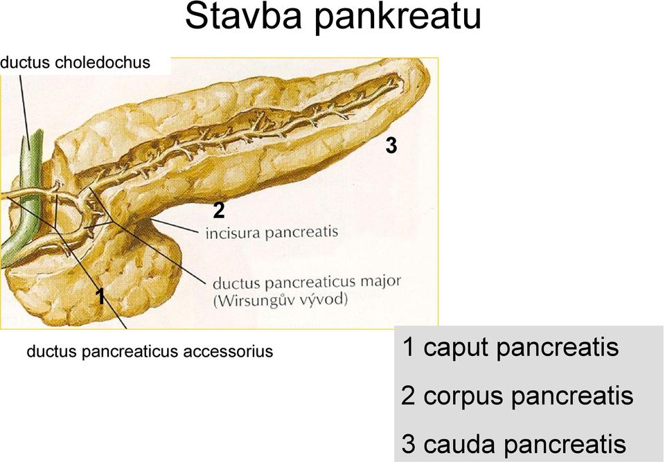 pancreaticus accessorius 1 caput