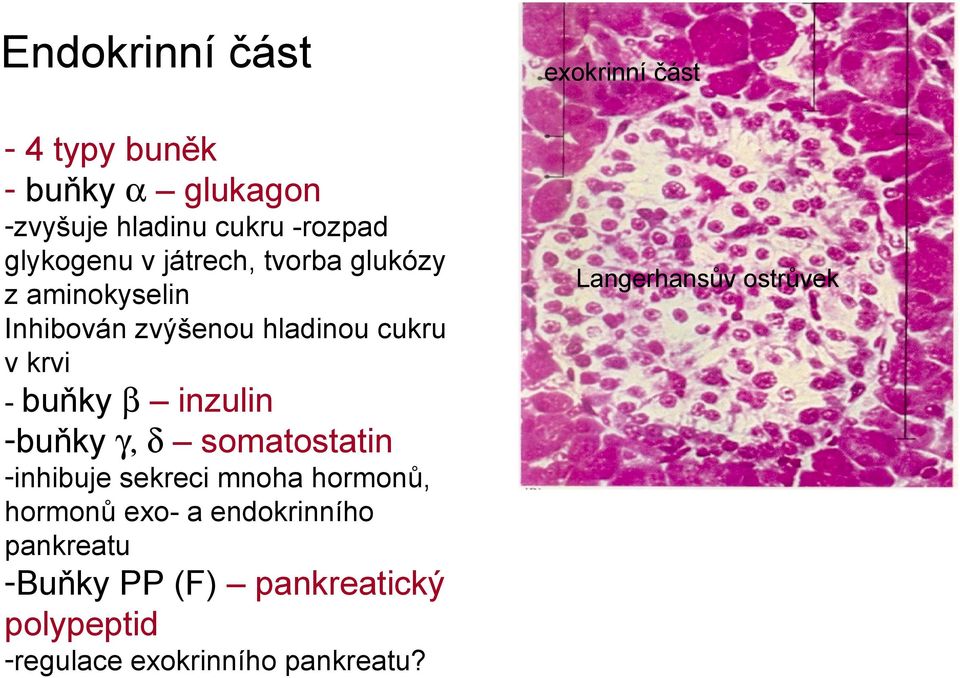 buňky β inzulin -buňky γ, δ somatostatin -inhibuje sekreci mnoha hormonů, hormonů exo- a