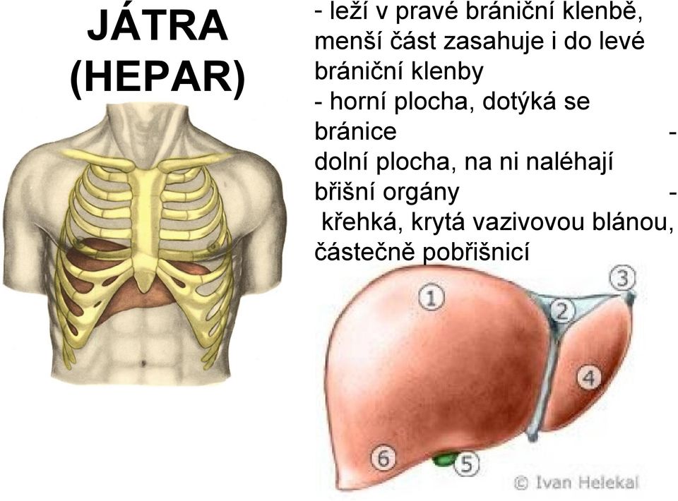 plocha, dotýká se bránice dolní plocha, na ni naléhají