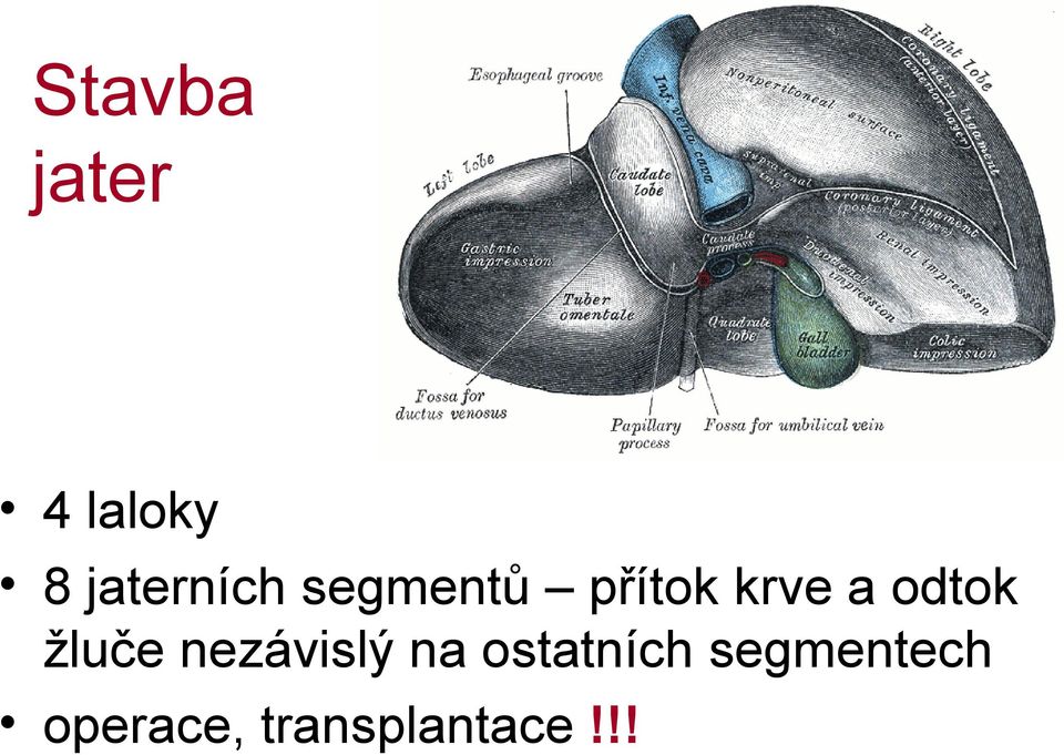 a odtok žluče nezávislý na