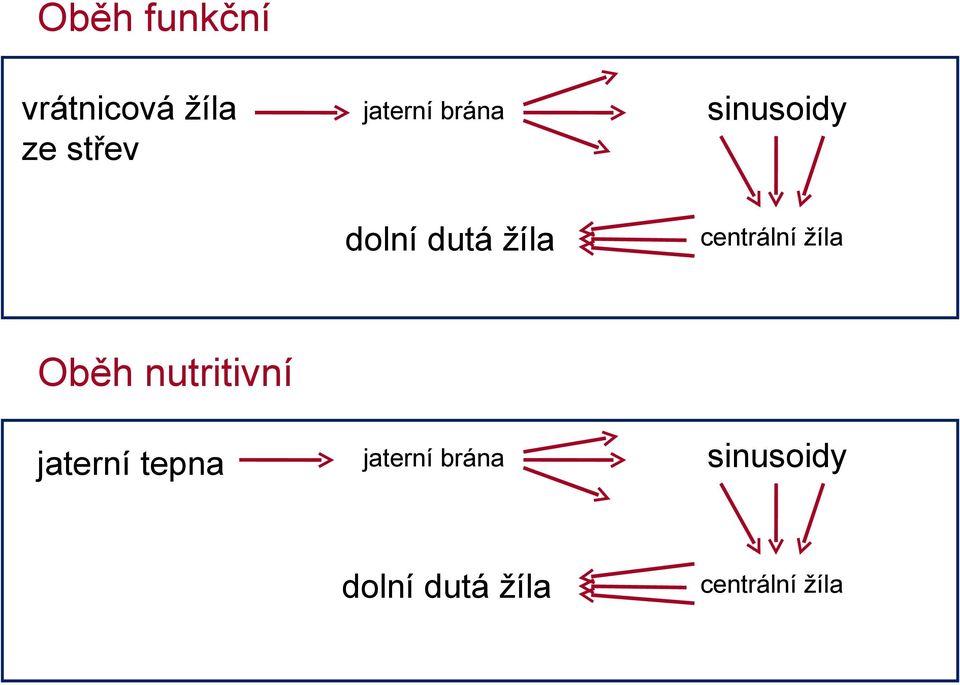 centrální žíla Oběh nutritivní jaterní tepna