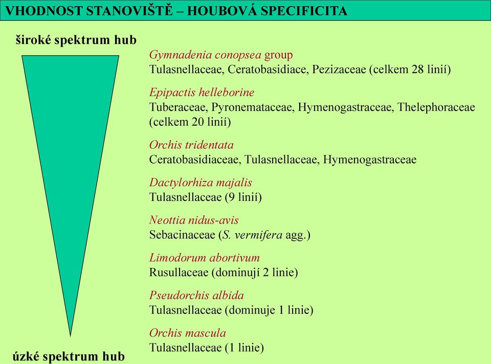 Tulasnellaceae, Hymenogastraceae Dactylorhiza majalis Tulasnellaceae (9 linií) Neottia nidus-avis Sebacinaceae (S. vermifera agg.