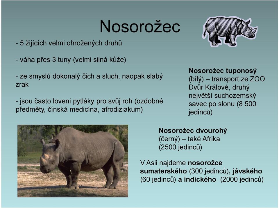 tuponosý (bílý) transport ze ZOO Dvůr Králové, druhý největší suchozemský savec po slonu (8 500 jedinců) Nosorožec dvourohý