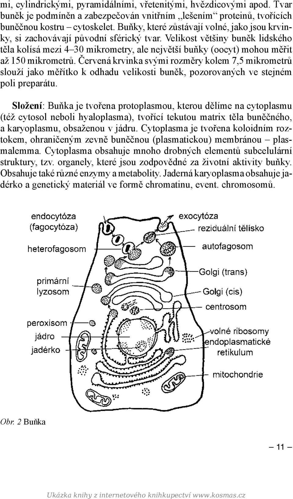 Velikost většiny buněk lidského těla kolísá mezi 4 30 mikrometry, ale největší buňky (oocyt) mohou měřit až 150 mikrometrů.