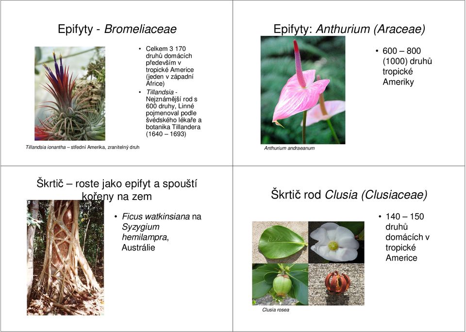 1693) Epifyty: Anthurium (Araceae) Anthurium andraeanum 600 800 (1000) druhů tropické Ameriky Škrtič roste jako epifyt a spouští kořeny