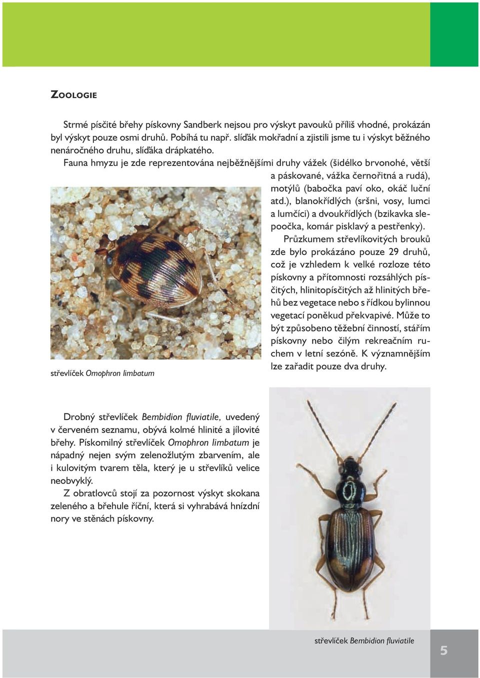 Fauna hmyzu je zde reprezentována nejběžnějšími druhy vážek (šidélko brvonohé, větší a páskované, vážka černořitná a rudá), motýlů (babočka paví oko, okáč luční atd.