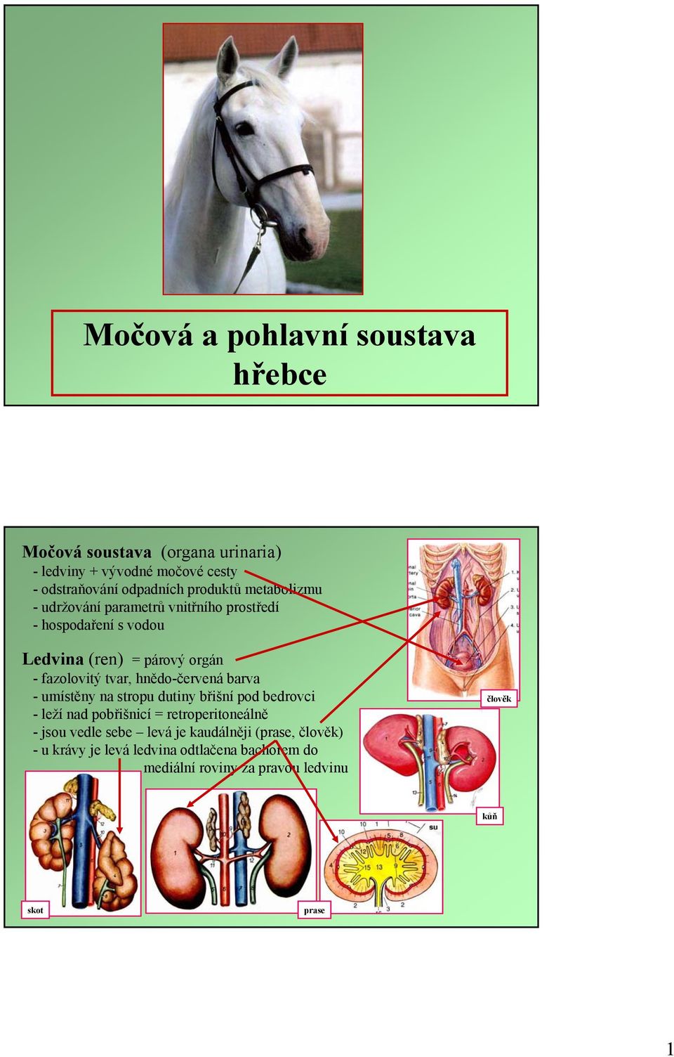 tvar, hnědo-červená barva -umístěny na stropu dutiny břišní pod bedrovci - leží nad pobřišnicí = retroperitoneálně - jsou vedle