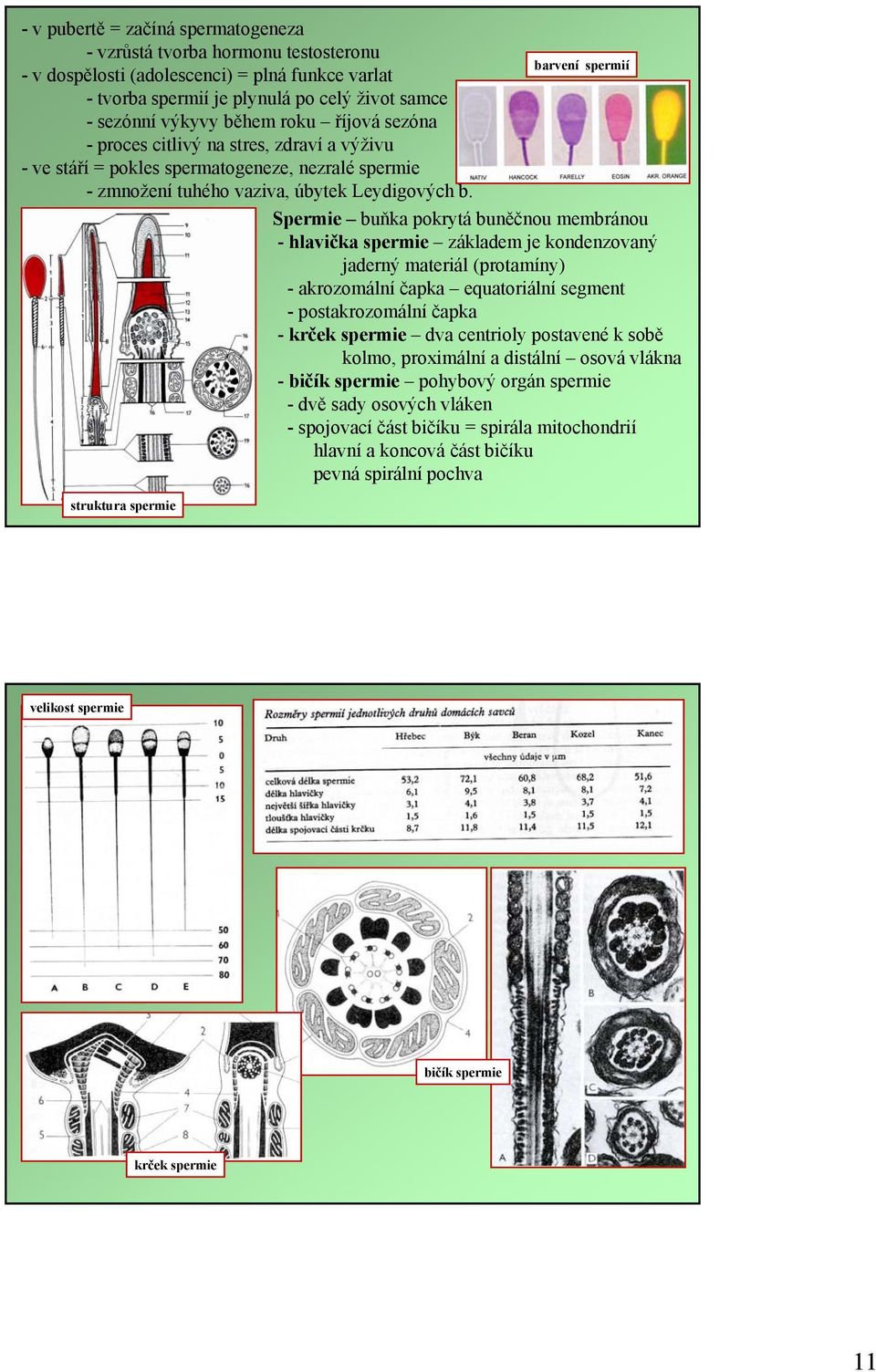 Spermie buňka pokrytá buněčnou membránou - hlavička spermie základem je kondenzovaný jaderný materiál (protamíny) - akrozomální čapka equatoriální segment - postakrozomální čapka - krček spermie dva