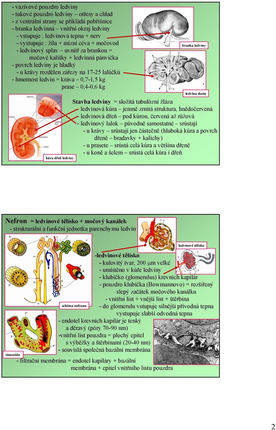 0,7-1,5 kg prase 0,4-0,6 kg kůra dřeň ledviny branka ledviny ledvina skotu Stavba ledviny = složitá tubulózní žláza - ledvinová kůra jemně zrnitá struktura, hnědočervená - ledvinová dřeň pod kůrou,