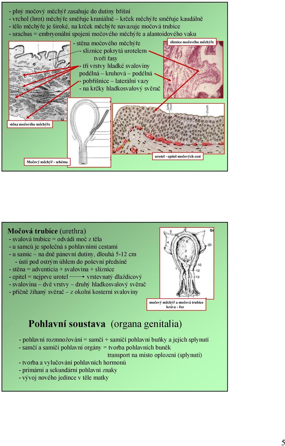 vazy -na krčky hladkosvalový svěrač sliznice močového měchýře stěna močového měchýře Močový měchýř -schéma urotel - epitel močových cest Močová trubice (urethra) - svalová trubice = odvádí moč z těla