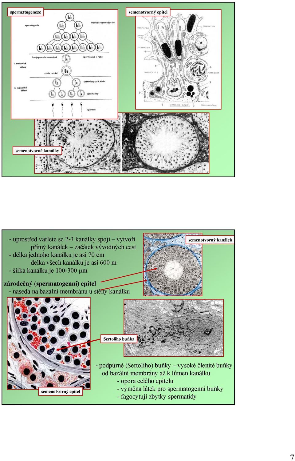 (spermatogenní) epitel - nasedá na bazální membránu u stěny kanálku Sertoliho buňka semenotvorný epitel -podpůrné (Sertoliho) buňky vysoké