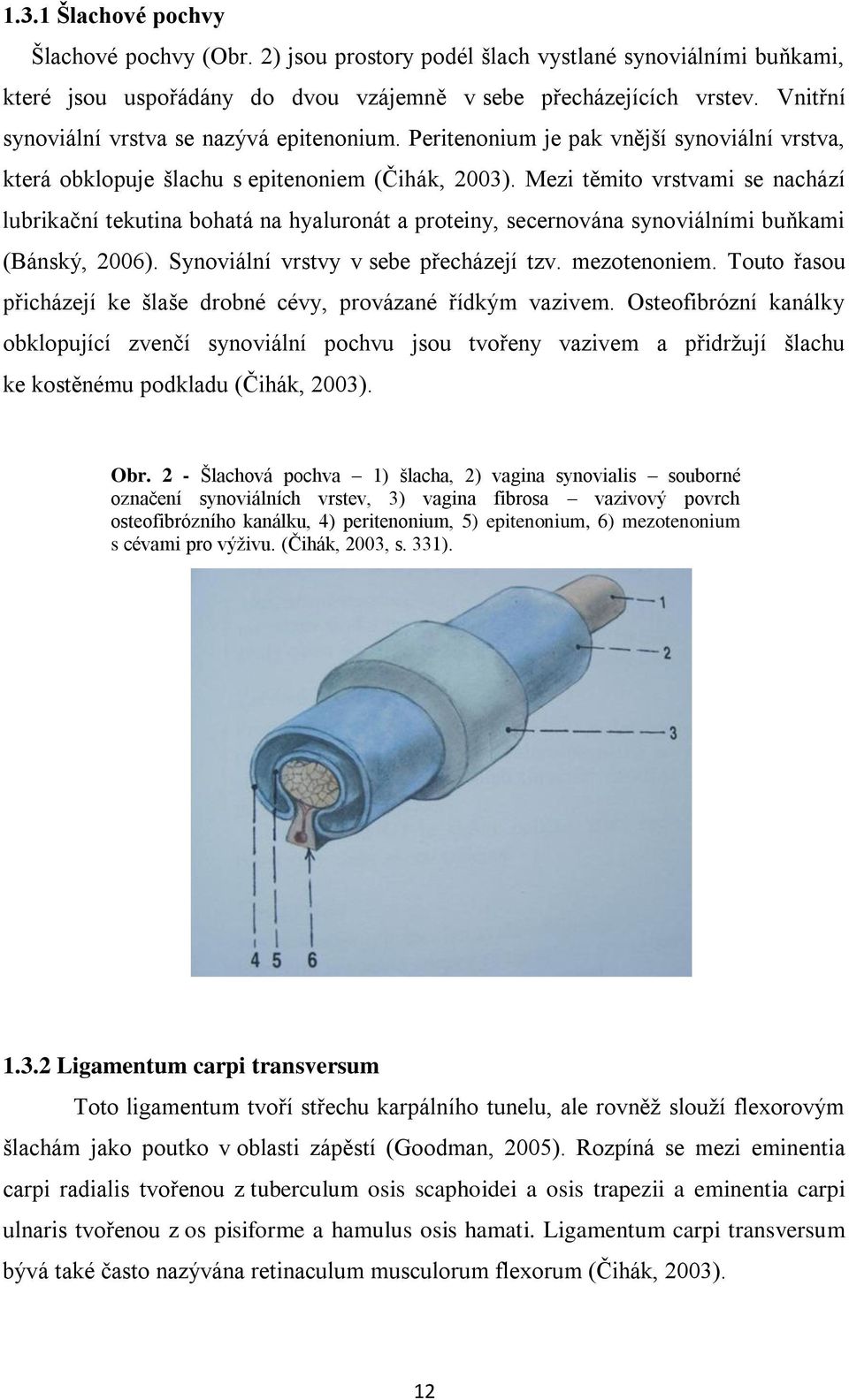 Mezi těmito vrstvami se nachází lubrikační tekutina bohatá na hyaluronát a proteiny, secernována synoviálními buňkami (Bánský, 2006). Synoviální vrstvy v sebe přecházejí tzv. mezotenoniem.