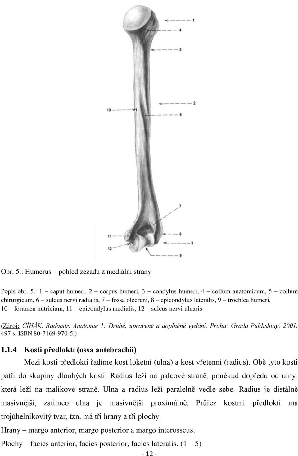 : 1 caput humeri, 2 corpus humeri, 3 condylus humeri, 4 collum anatomicum, 5 collum chirurgicum, 6 sulcus nervi radialis, 7 fossa olecrani, 8 epicondylus lateralis, 9 trochlea humeri, 10 foramen