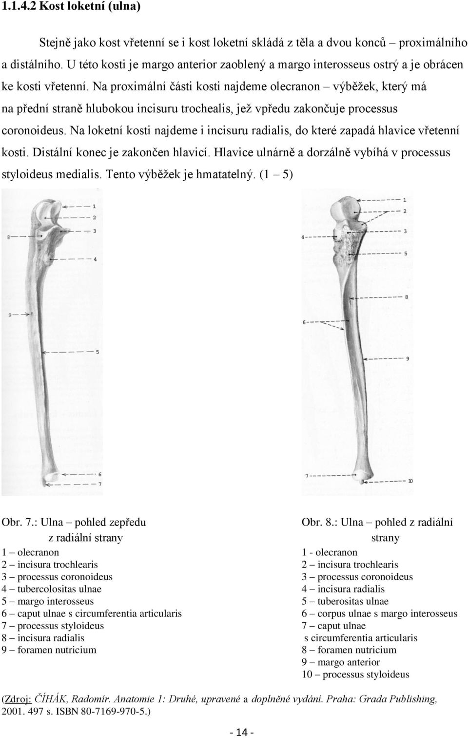 Na proximální části kosti najdeme olecranon výběžek, který má na přední straně hlubokou incisuru trochealis, jež vpředu zakončuje processus coronoideus.