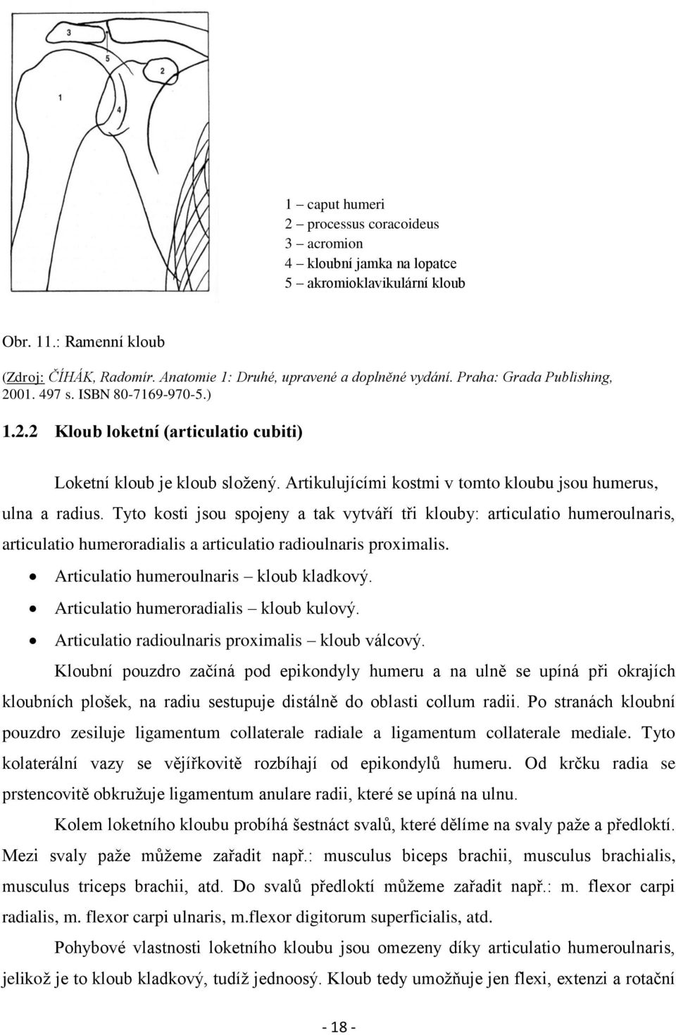 Tyto kosti jsou spojeny a tak vytváří tři klouby: articulatio humeroulnaris, articulatio humeroradialis a articulatio radioulnaris proximalis. Articulatio humeroulnaris kloub kladkový.