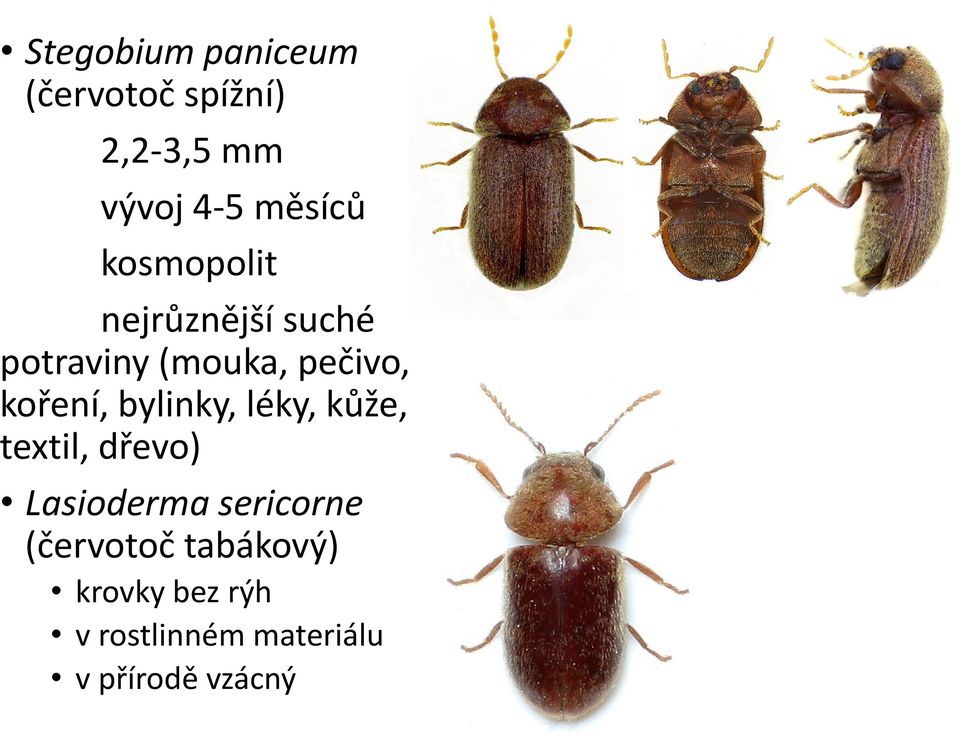 bylinky, léky, kůže, textil, dřevo) Lasioderma sericorne
