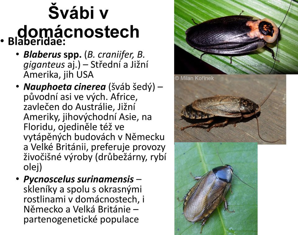 Africe, zavlečen do Austrálie, Jižní Ameriky, jihovýchodní Asie, na Floridu, ojediněle též ve vytápěných budovách v Německu