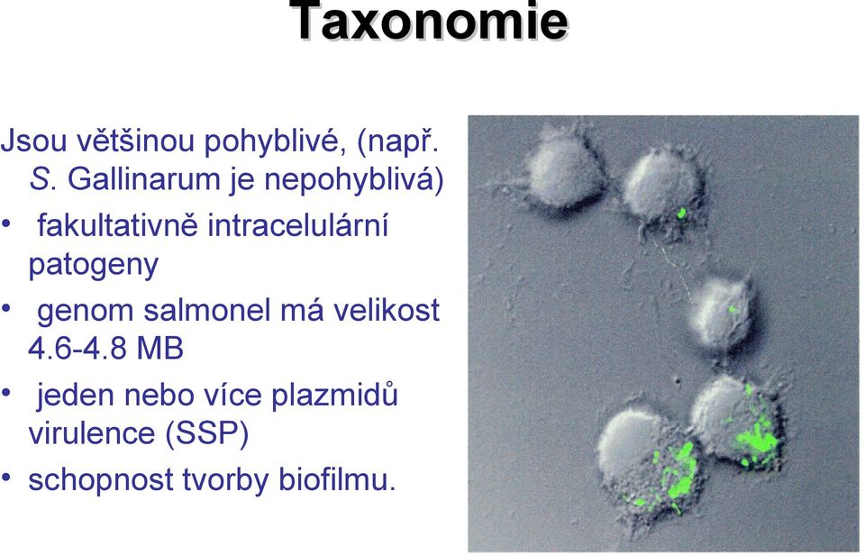 intracelulární patogeny genom salmonel má velikost 4.