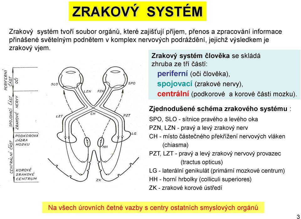 Zjednodušené schéma zrakového systému : SPO, SLO - sítnice pravého a levého oka PZN, LZN - pravý a levý zrakový nerv CH - místo částečného překřížení nervových vláken (chiasma) PZT, LZT - pravý a