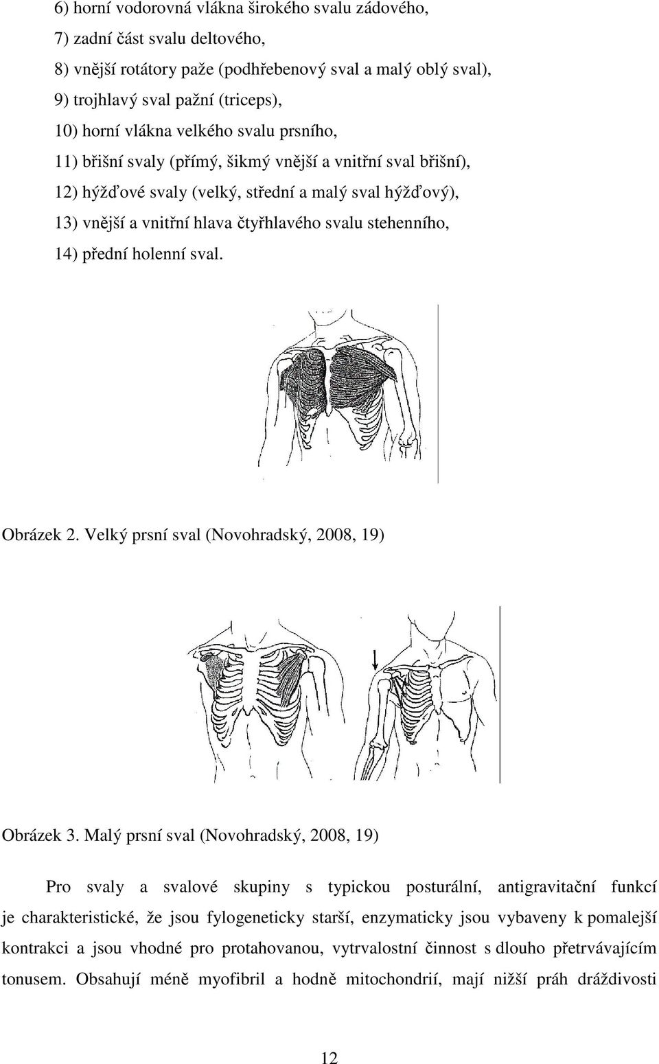 14) přední holenní sval. Obrázek 2. Velký prsní sval (Novohradský, 2008, 19) Obrázek 3.