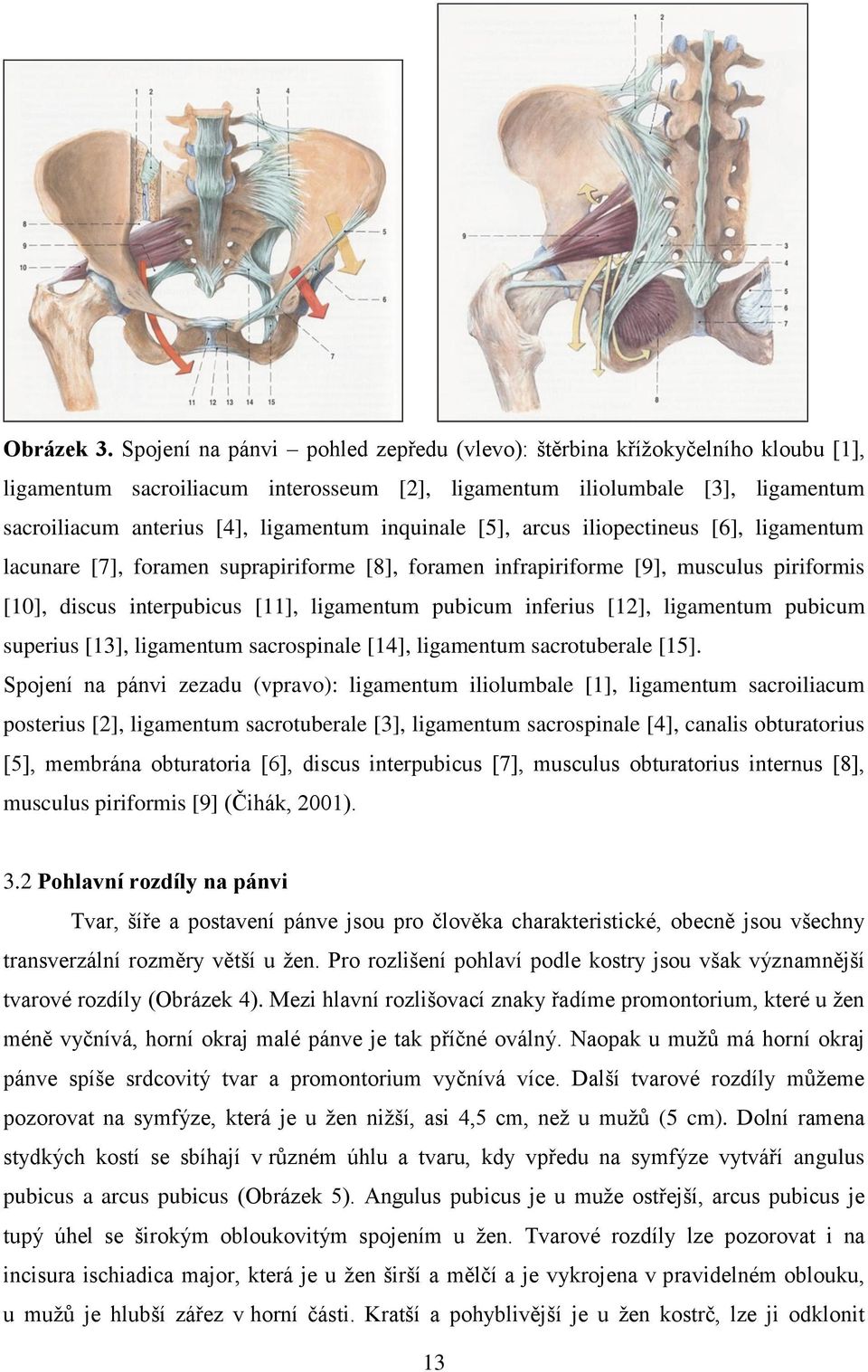 inquinale [5], arcus iliopectineus [6], ligamentum lacunare [7], foramen suprapiriforme [8], foramen infrapiriforme [9], musculus piriformis [10], discus interpubicus [11], ligamentum pubicum
