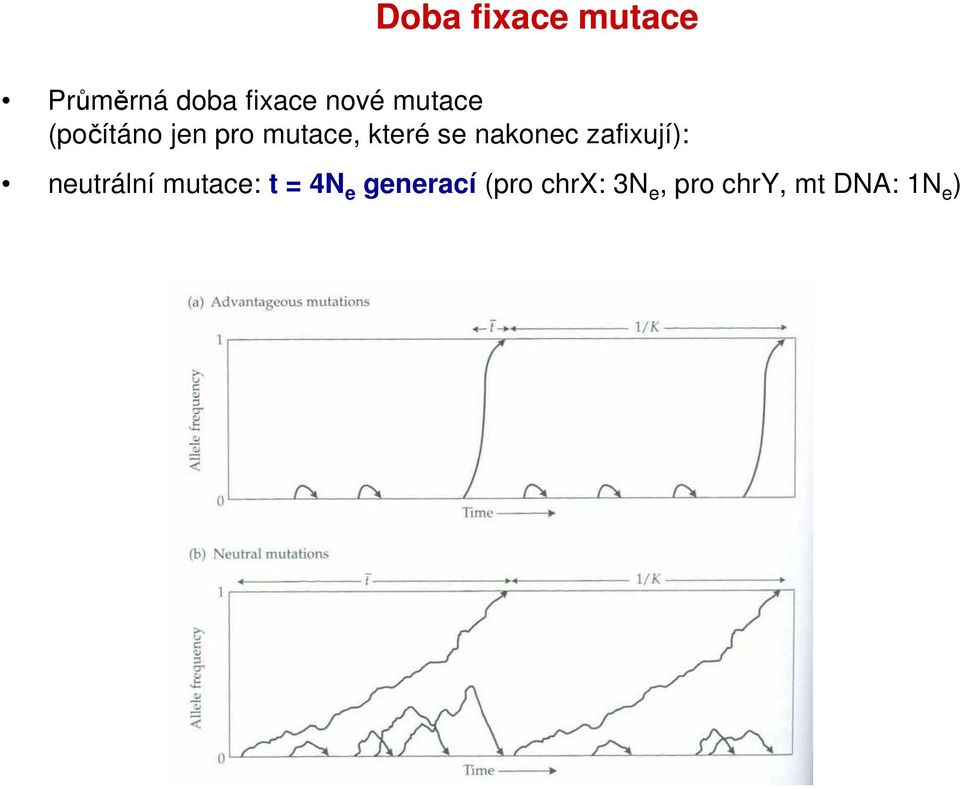 nakonec zafixují): neutrální mutace: t = 4N e